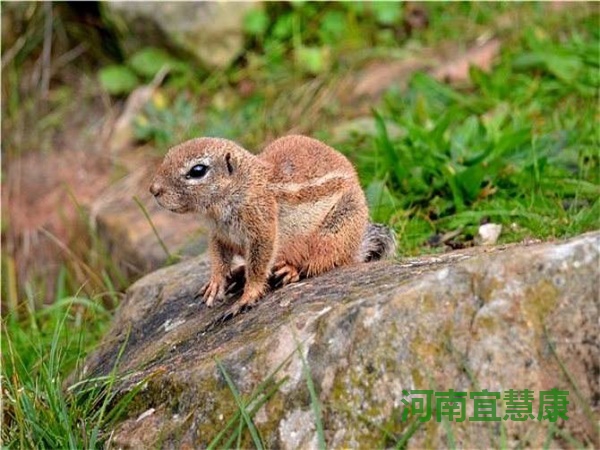 蜜桃成品人视频入口