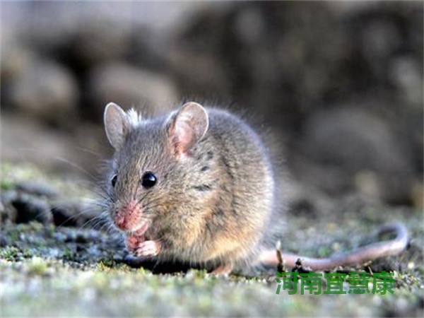 蜜桃成品人视频入口