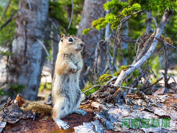 蜜桃成品人视频入口