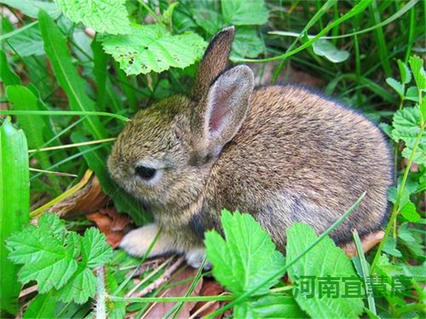 蜜桃成品人视频入口