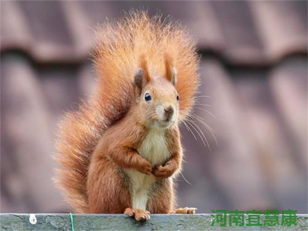 蜜桃成品人视频入口