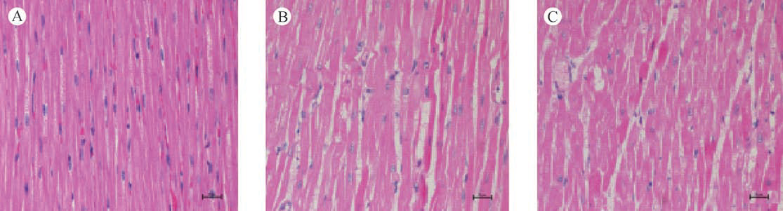 蜜桃成品人视频入口