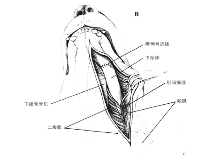 蜜桃成品人视频入口