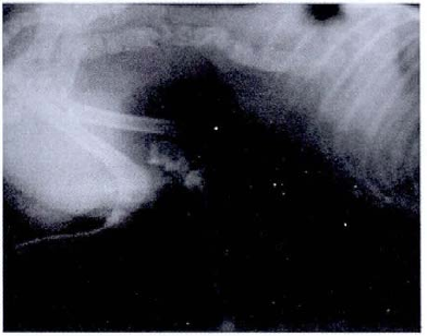 蜜桃成品人视频入口