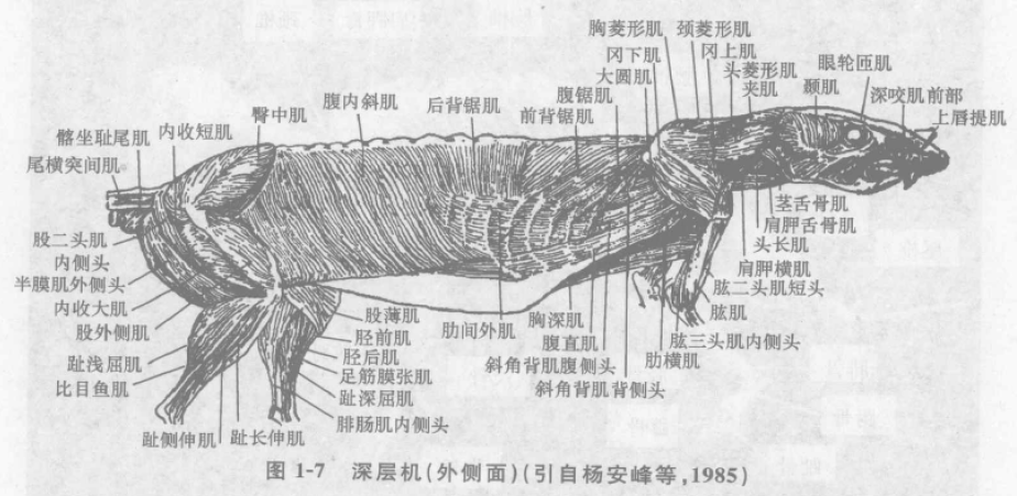 蜜桃成品人视频入口