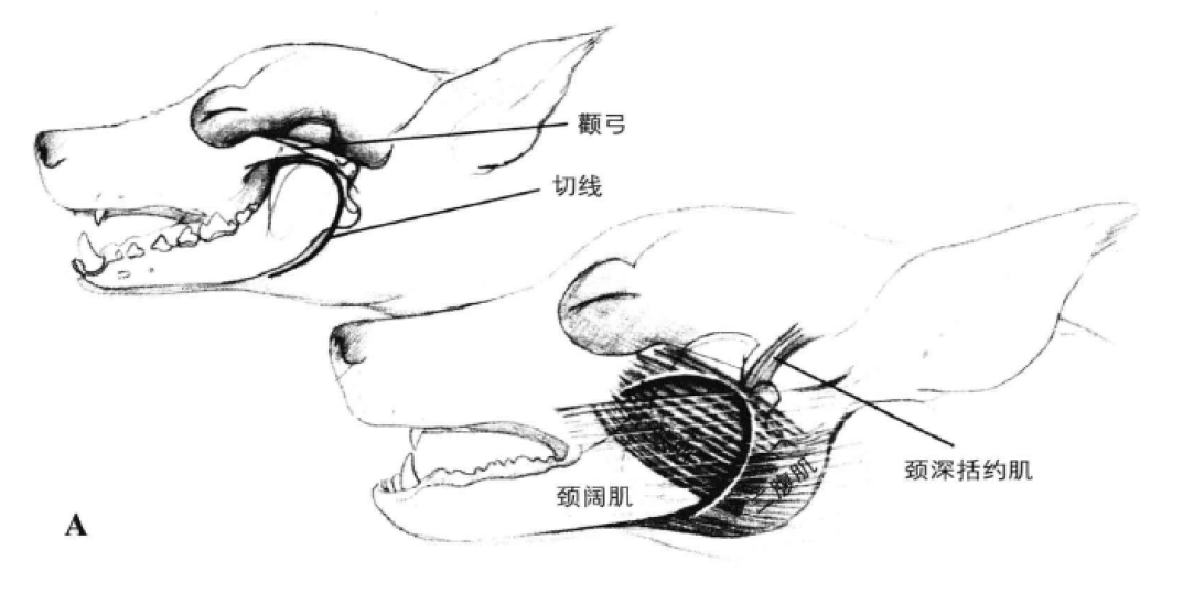垂支手术通路 蜜桃成品人视频入口
