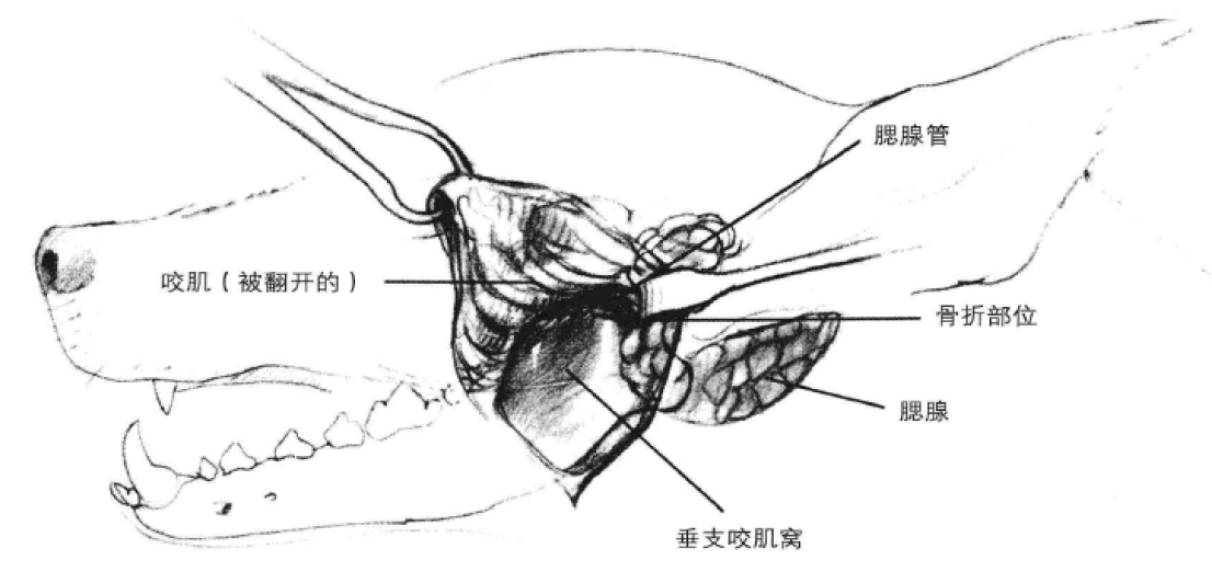 垂支手术通路 蜜桃成品人视频入口