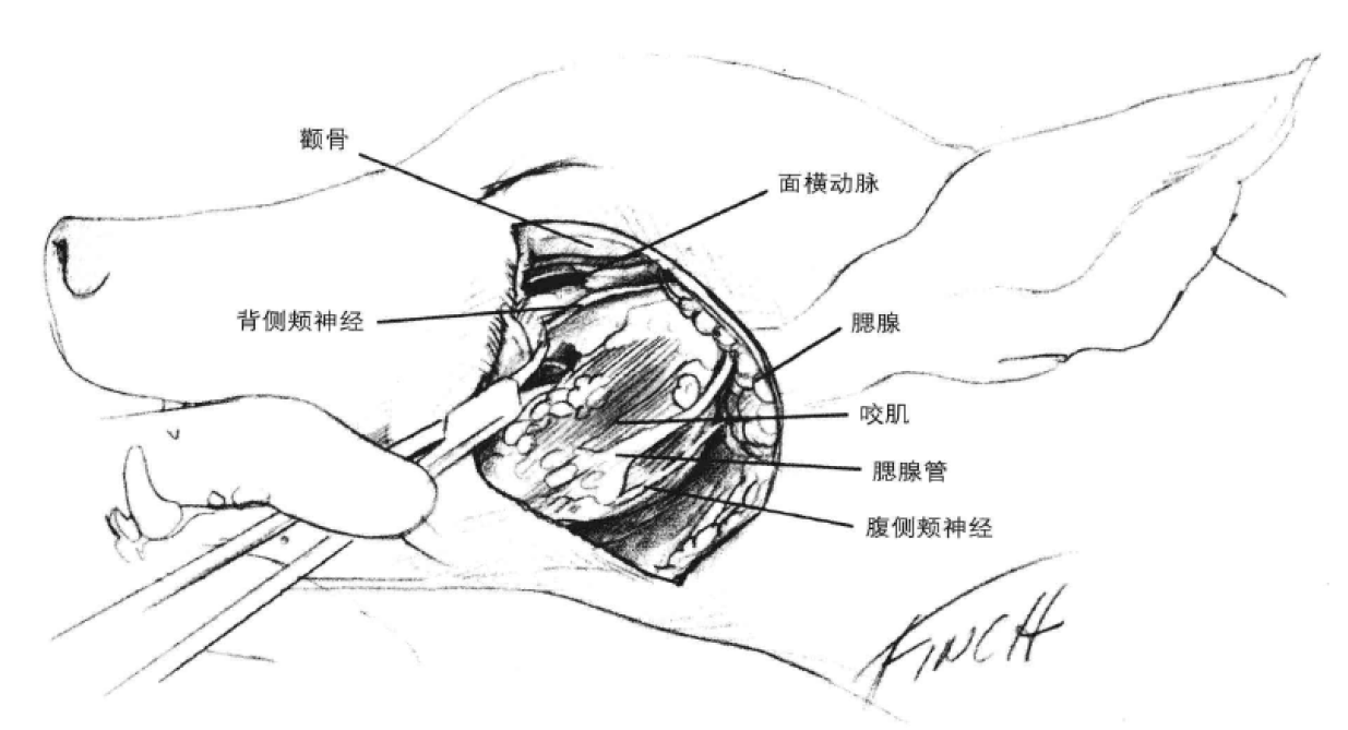 垂支手术通路 蜜桃成品人视频入口