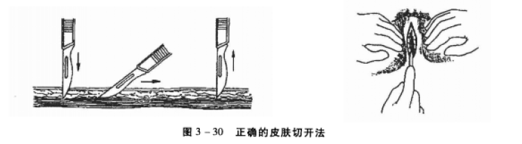 正确切开动物皮肤方法 蜜桃成品人视频入口