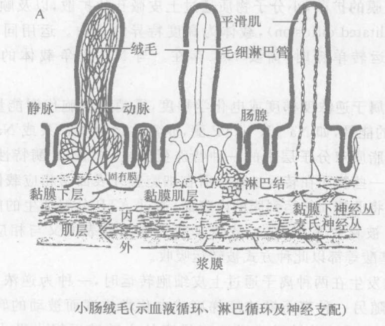 小肠黏膜上皮微绒毛 蜜桃成品人视频入口