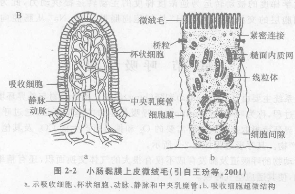 小肠黏膜上皮微绒毛 蜜桃成品人视频入口