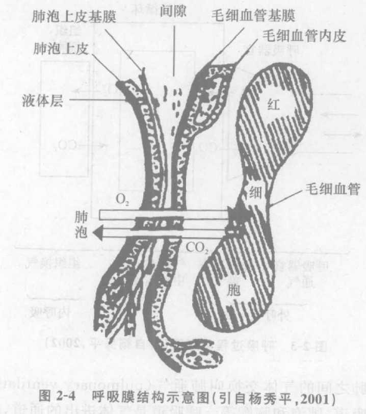 蜜桃成品人视频入口
