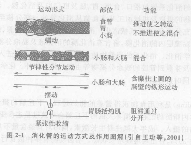 消化管的运动方式及作用图解 蜜桃成品人视频入口