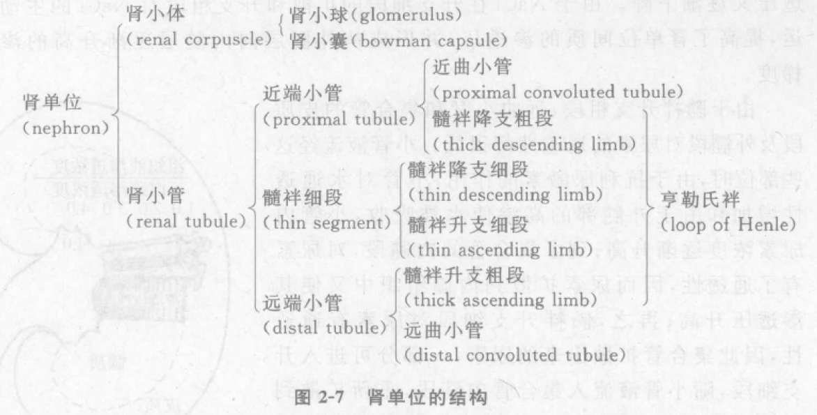 肾单位结构图 蜜桃成品人视频入口