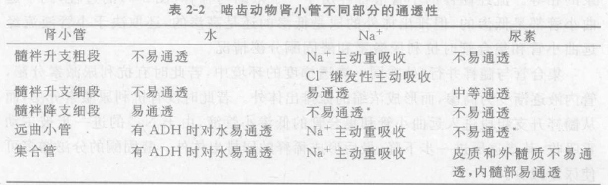 啮齿类动物肾小管不同部分的通透性 蜜桃成品人视频入口