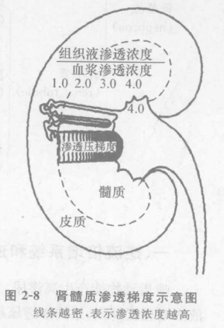 肾髓质渗透梯度示意图 蜜桃成品人视频入口