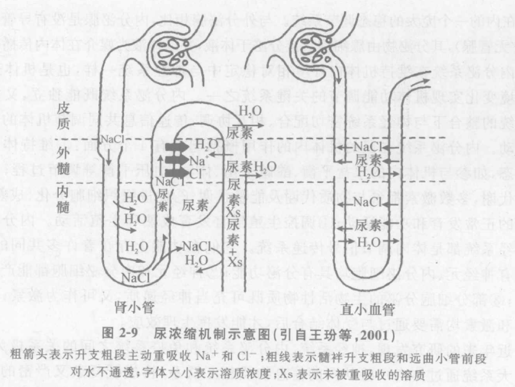 尿浓缩机制示意图 蜜桃成品人视频入口