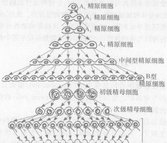 蜜桃成品人视频入口
