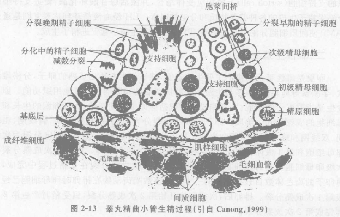 蜜桃成品人视频入口