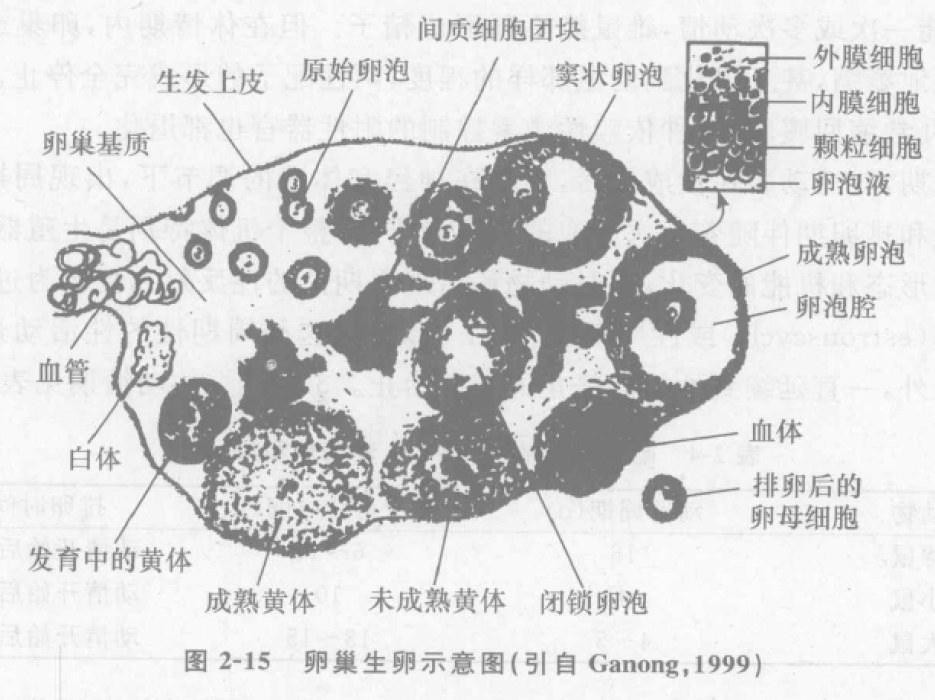 蜜桃成品人视频入口
