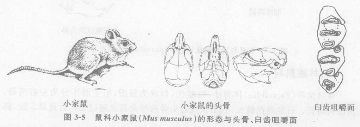 蜜桃成品人视频入口