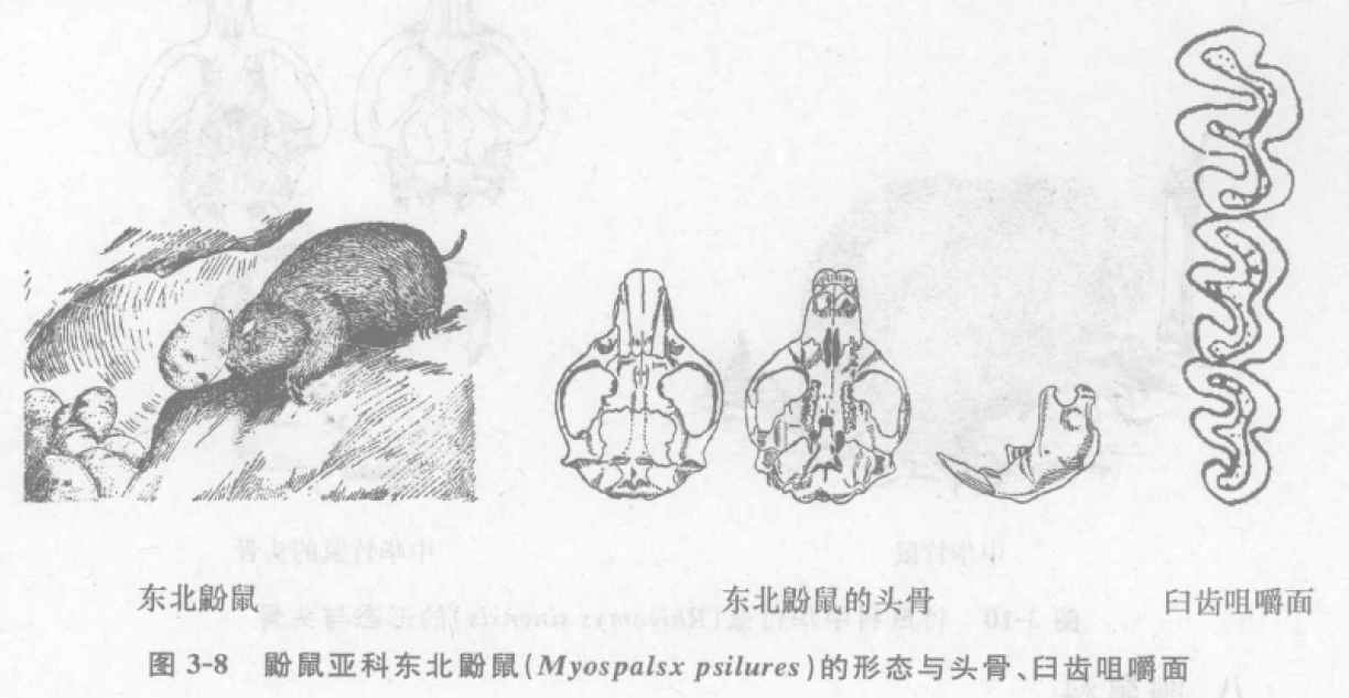 蜜桃成品人视频入口