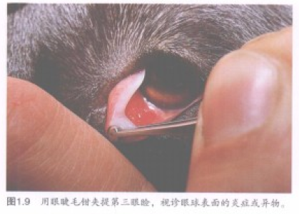 蜜桃成品人视频入口