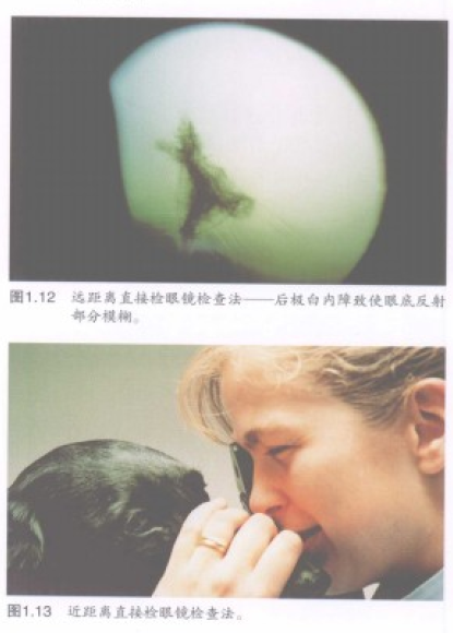 蜜桃成品人视频入口