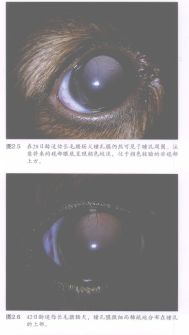 蜜桃成品人视频入口