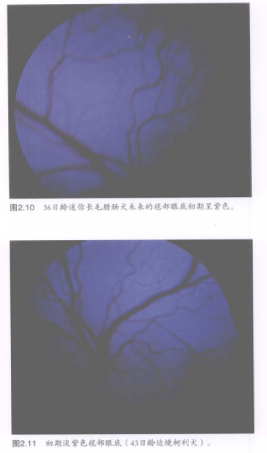 蜜桃成品人视频入口