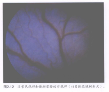 蜜桃成品人视频入口