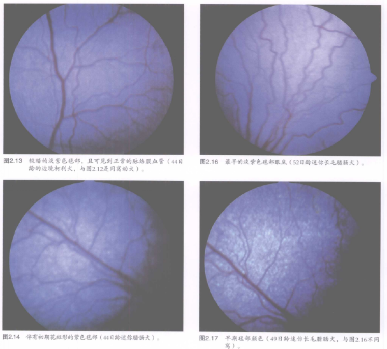 蜜桃成品人视频入口