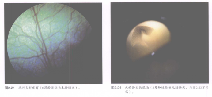 蜜桃成品人视频入口