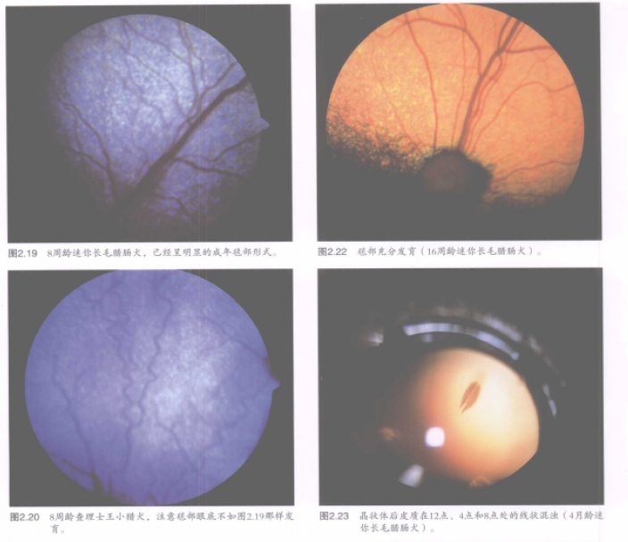 蜜桃成品人视频入口