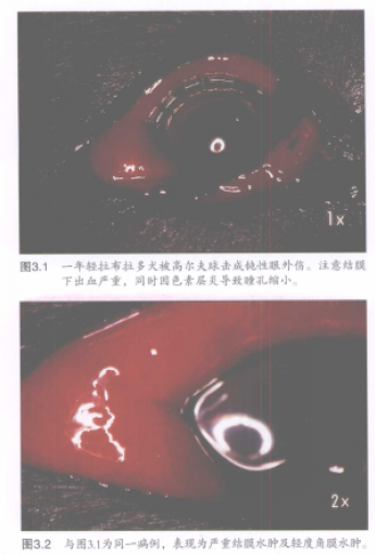 图3.1一年轻拉布拉多犬被高尔夫球击成钝性眼外伤。注意结膜 下出血产重,同时围色素层导致瞳孔缩小 2x 图3.2与图31为同一病例,表现为严重结水肿及轻度角膜水 蜜桃成品人视频入口