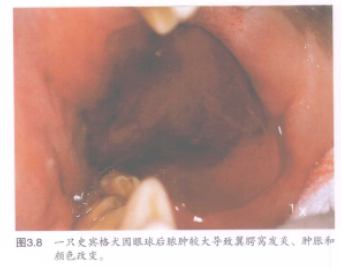 图3.8一只史宾格犬固眼球后脓肿较大导致翼屑窝发炎、肿和 颜色改变 蜜桃成品人视频入口