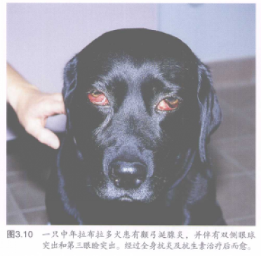 图3.10一只中年拉布拉多犬患有额弓涎腺更,并伴有双侧眼球 突出和第三眼脸突出。经过全身抗美及抗生者治疗后而愈 蜜桃成品人视频入口