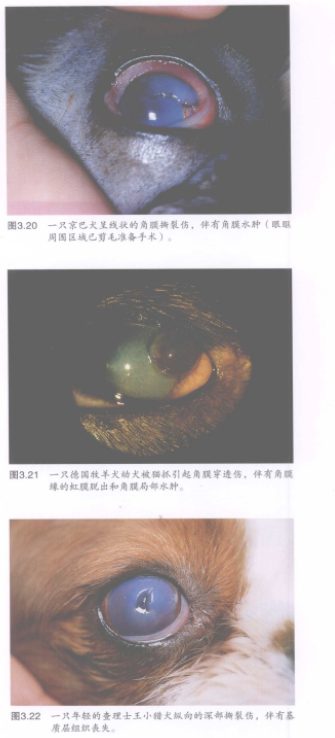 蜜桃成品人视频入口