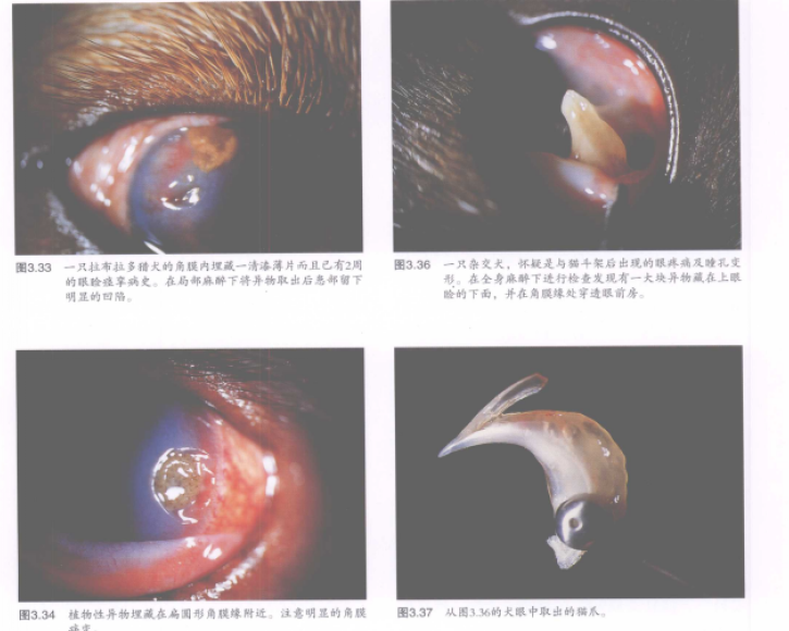 蜜桃成品人视频入口