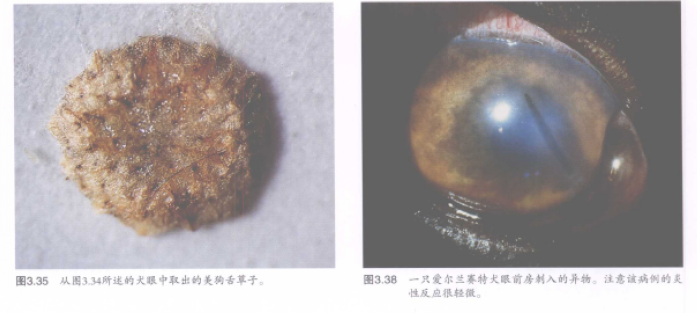 蜜桃成品人视频入口