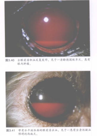 蜜桃成品人视频入口