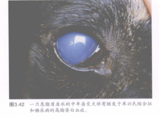 图3.42一只患脂质房水的中年杂交犬伴有继发于丹氏合 和锤尿病的高蛋白血 蜜桃成品人视频入口