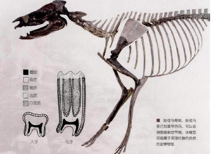 始祖马骨架 蜜桃成品人视频入口