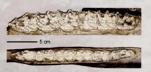 蜜桃成品人视频入口