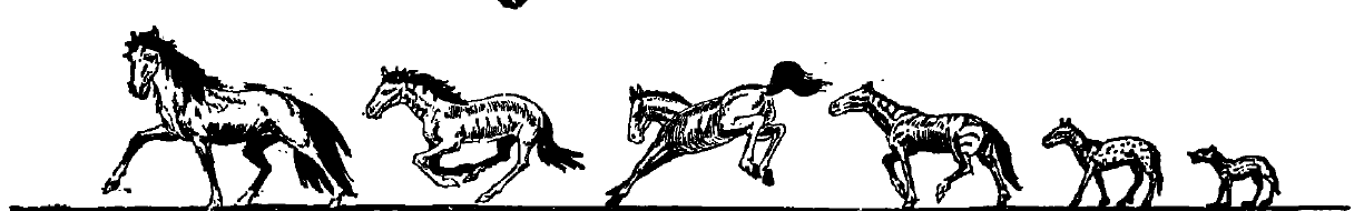 马的进化 蜜桃成品人视频入口