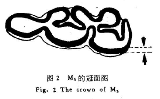 图2M的冠面图 蜜桃成品人视频入口