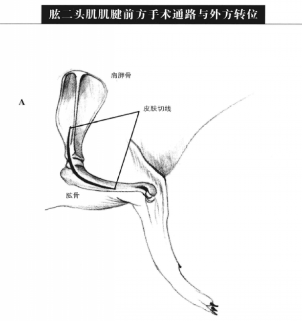 蜜桃成品人视频入口