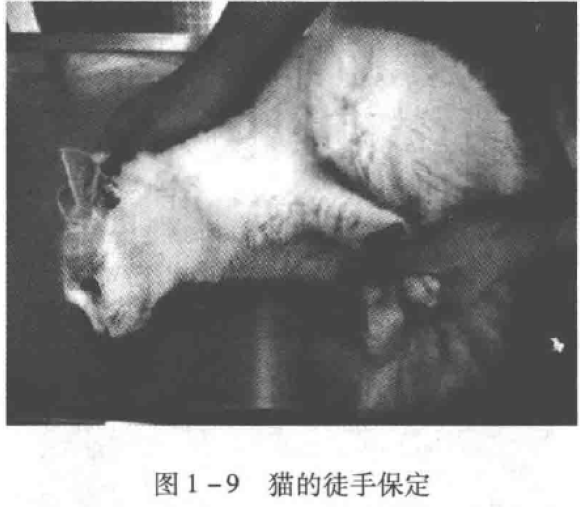 图1-9猫的徒手保定 蜜桃成品人视频入口