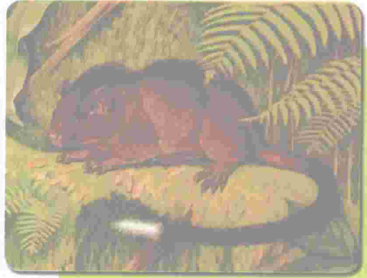 新发现一种啮齿类动物图 蜜桃成品人视频入口