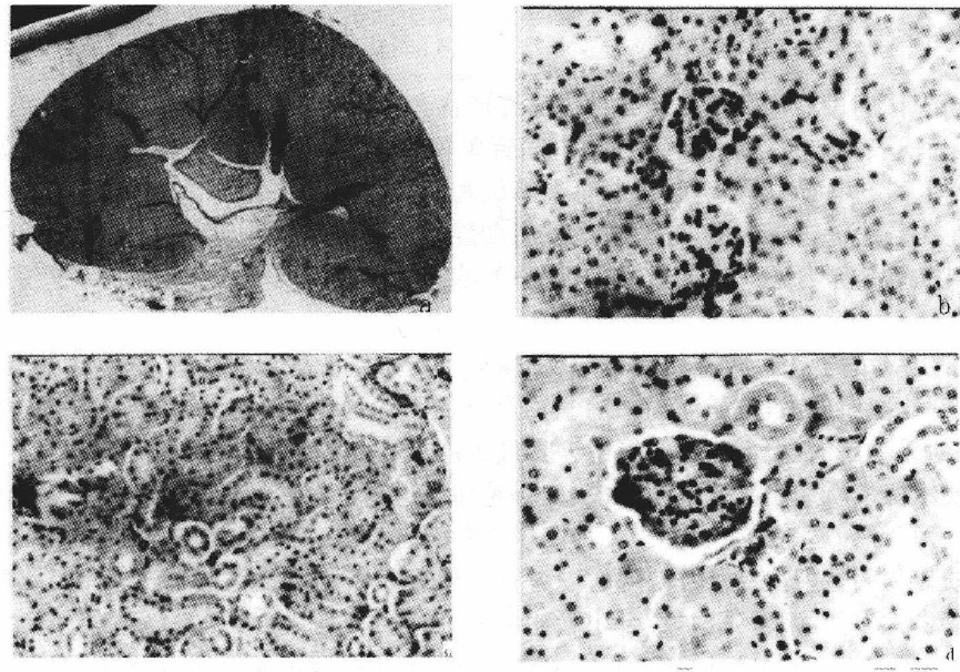 蜜桃成品人视频入口